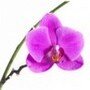 Fiore